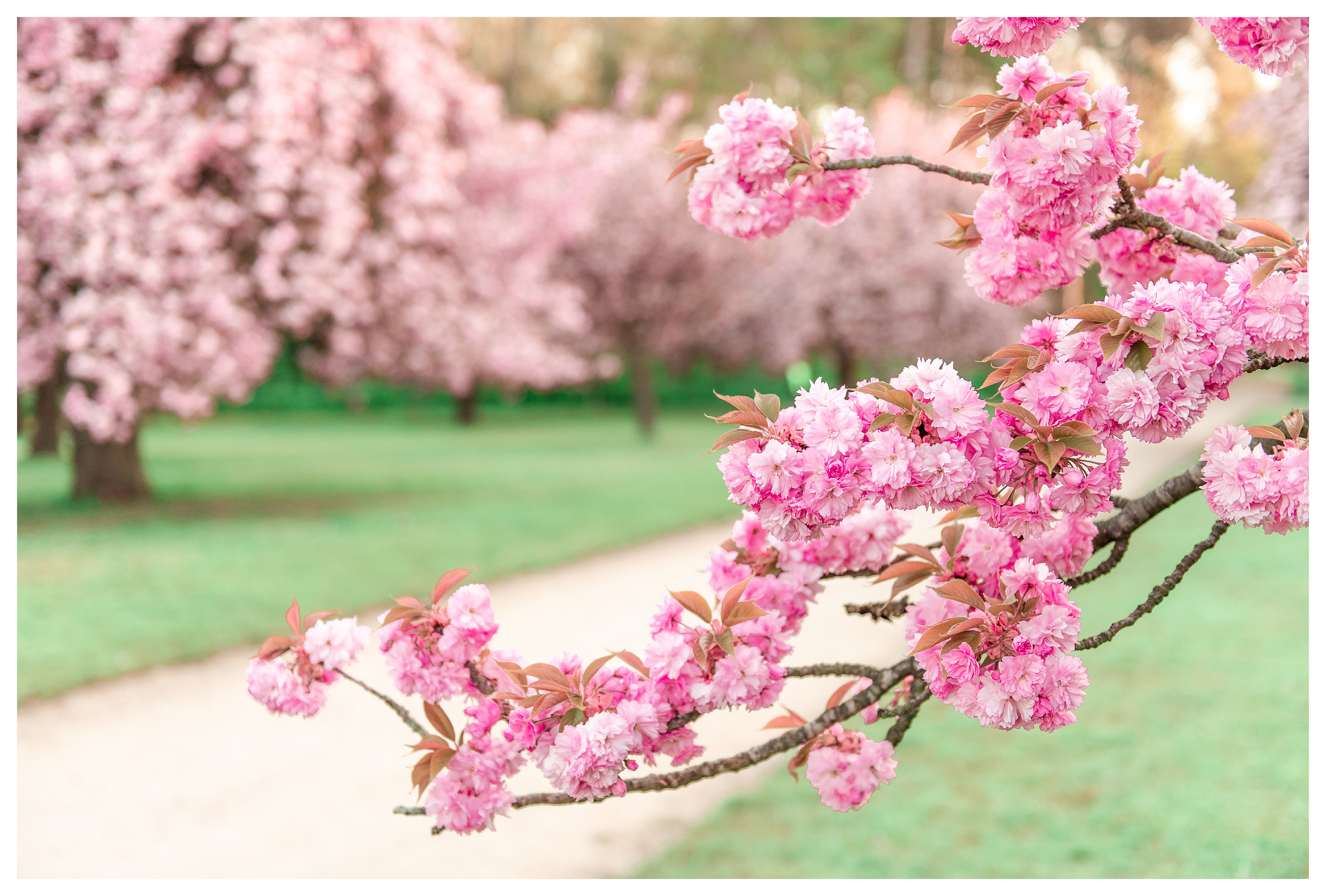pink cherry blossoms in the parc de sceaux