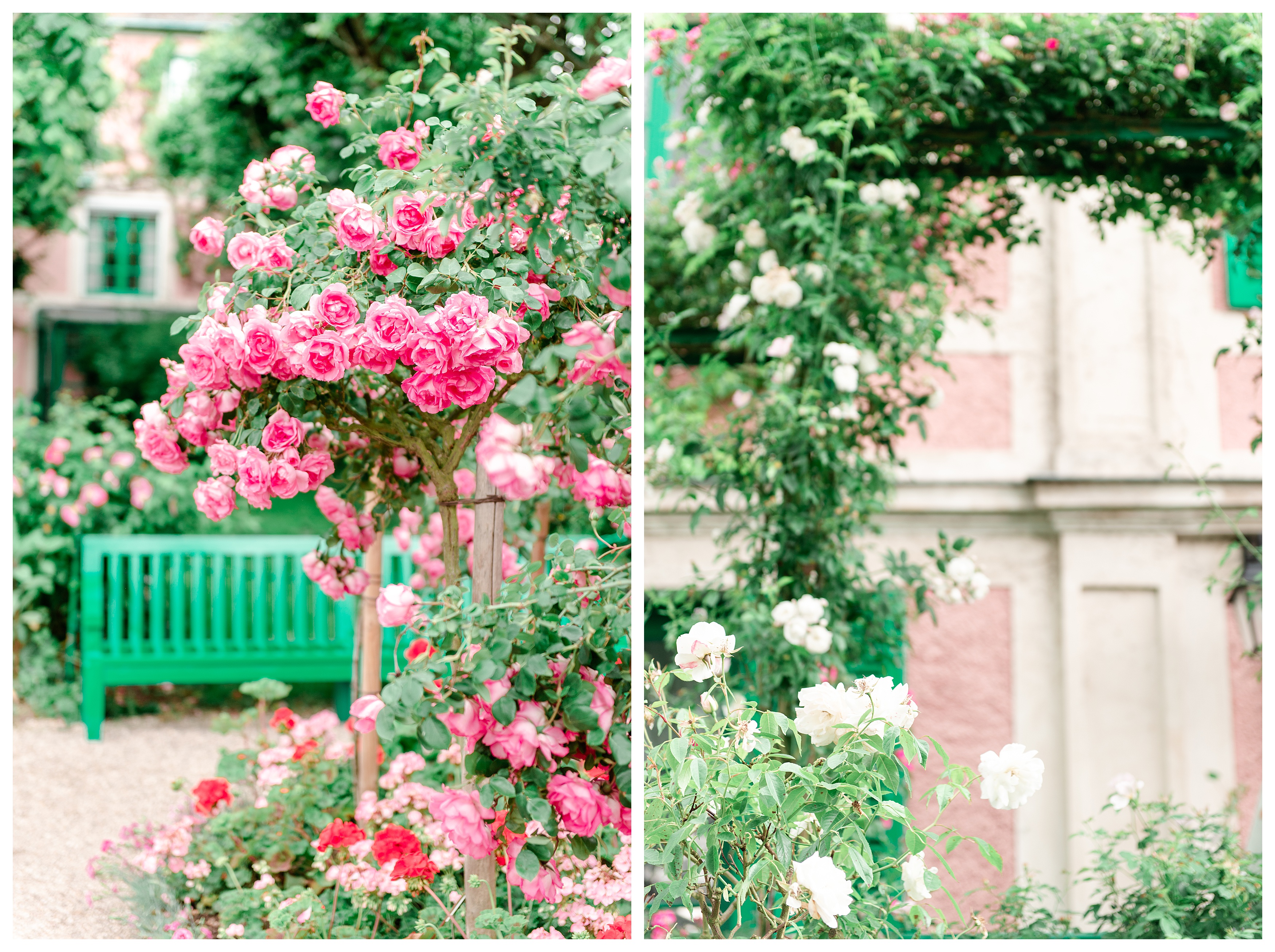 monet's garden is overrun by roses of all colors from pink to white