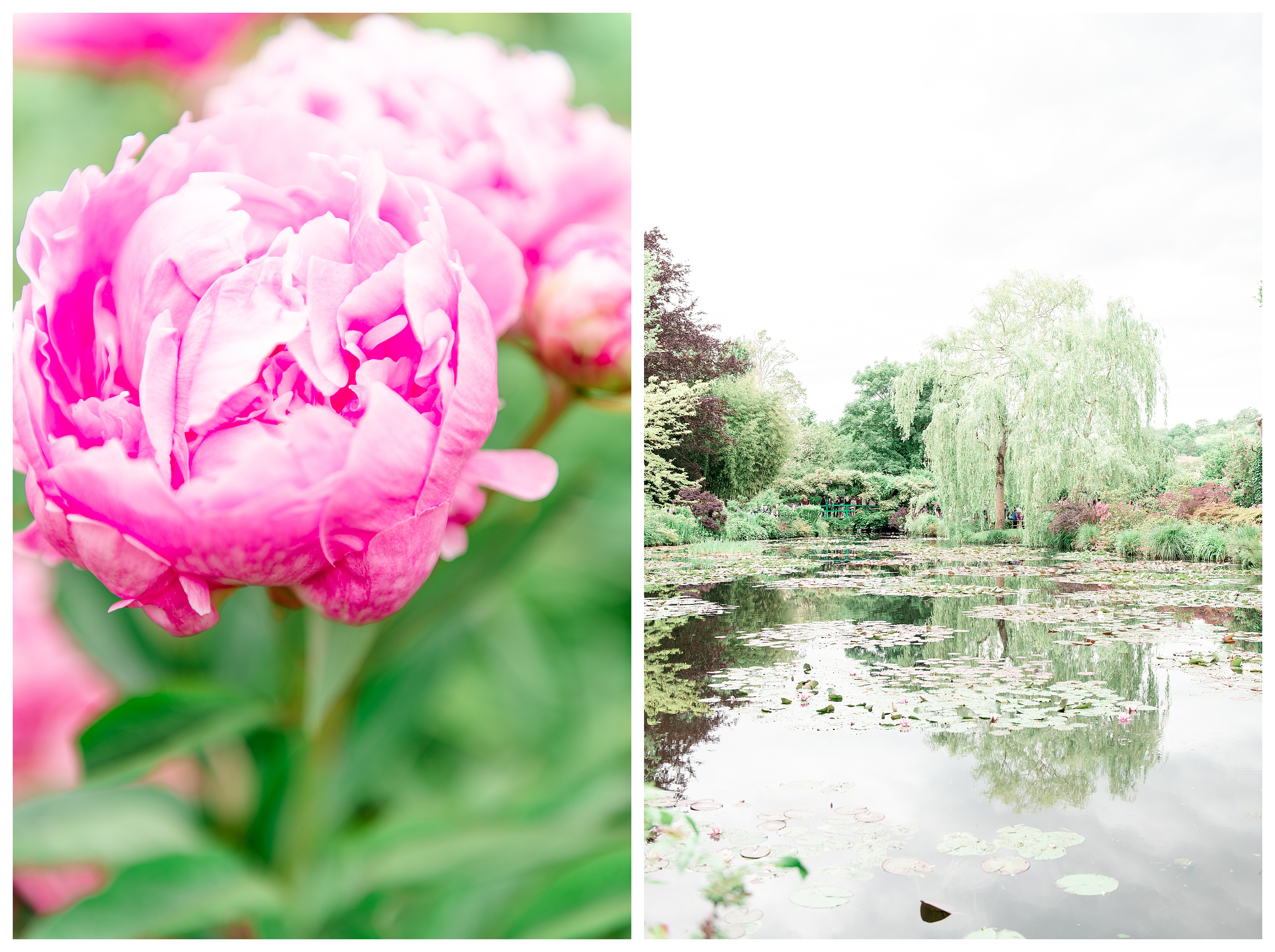 left: large pink peony right: the water lilies in monet's garden in giverny