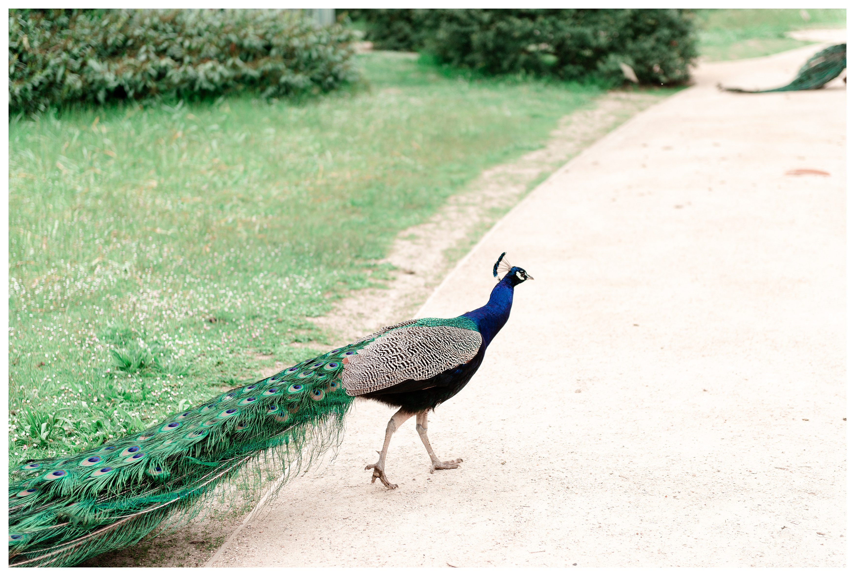 peacock in the parc de bagatelle