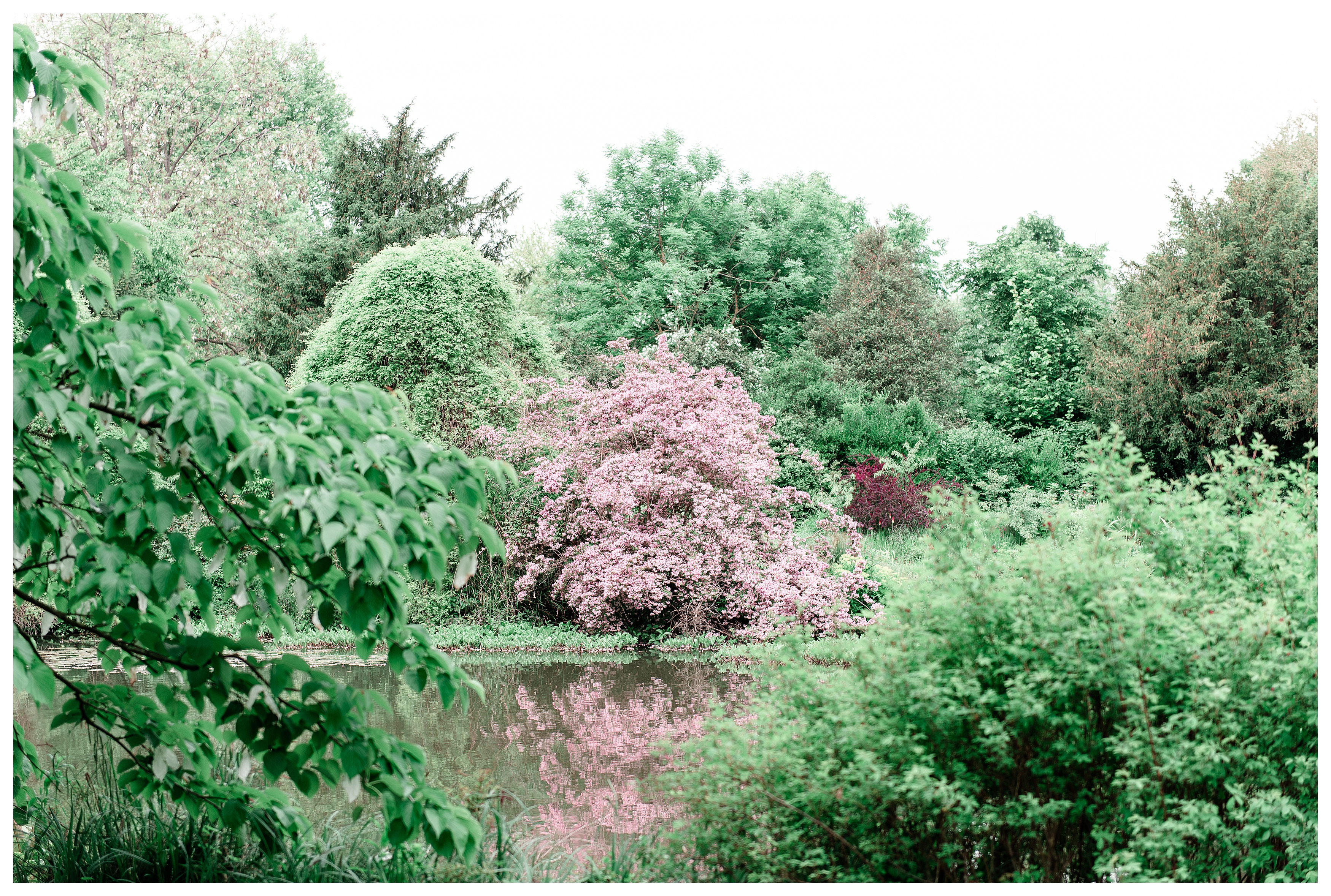 lake with pink flowers blooming on a tree in the parc de bagatelle in paris