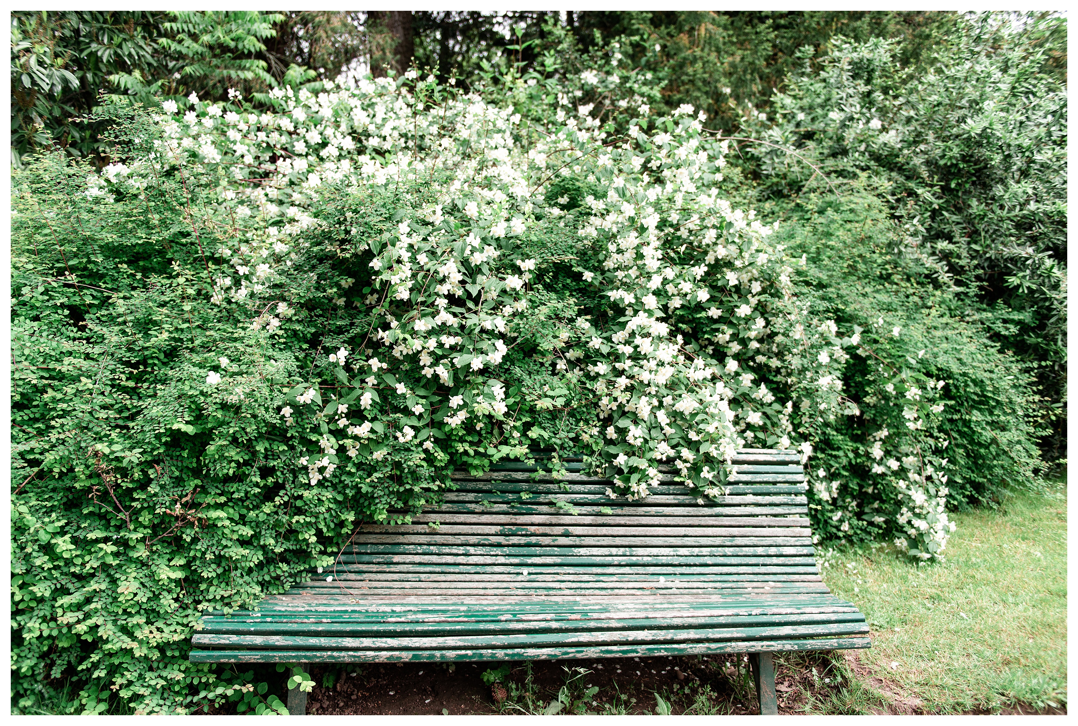 green paris park bench overrun by white flowers in the parc de bagatelle