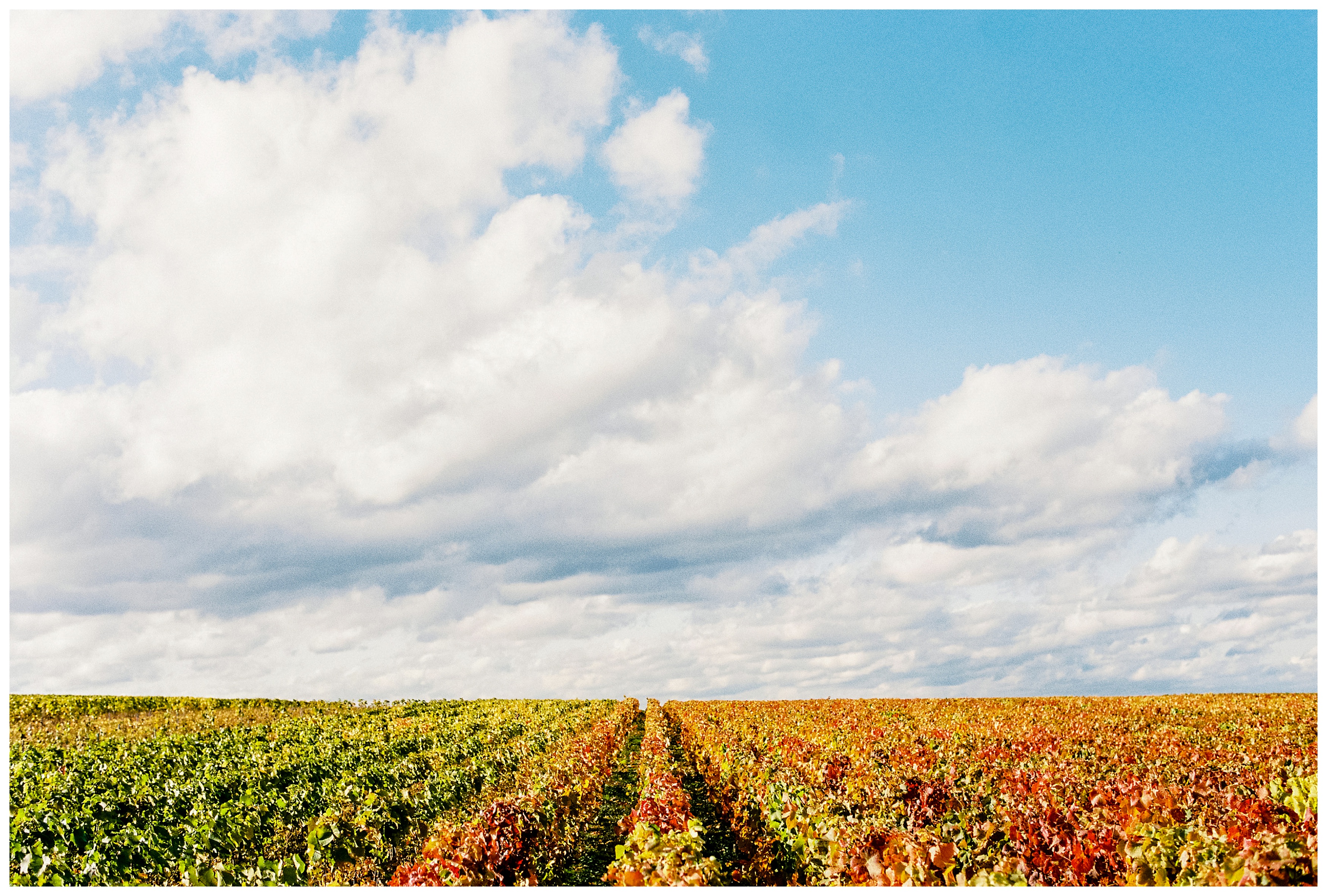 orange, green, and red leaves in a vineyard in reims, france in the champagne region