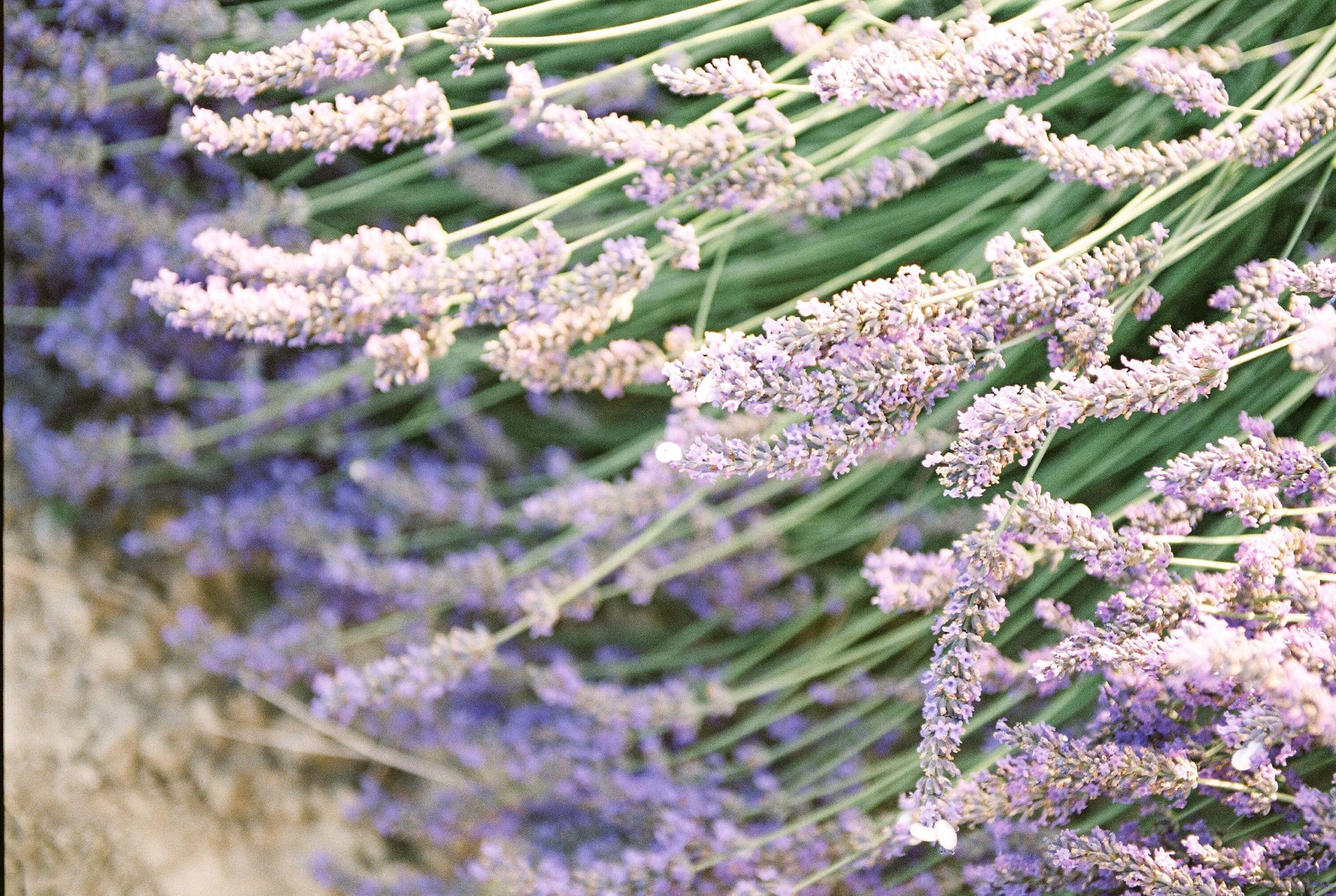 things to do in provence france: see the lavender fields of the luberon region