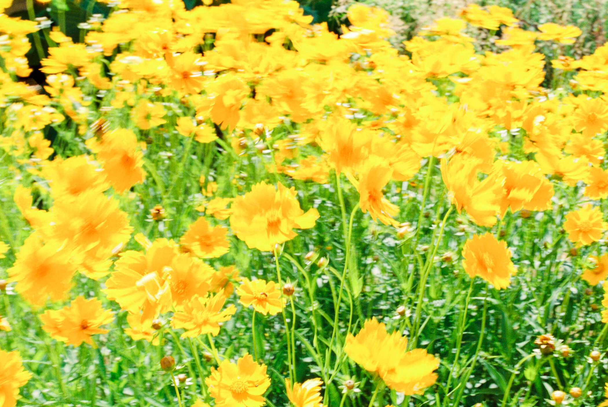 a blurry wind-blown photograph of yellow iceland poppies in the jardin des plantes paris