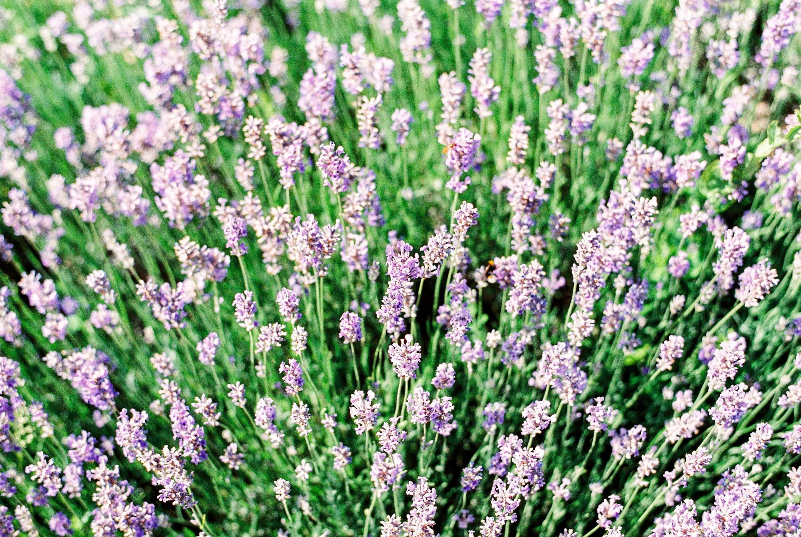 a lavender bush in the jardin des plantes paris