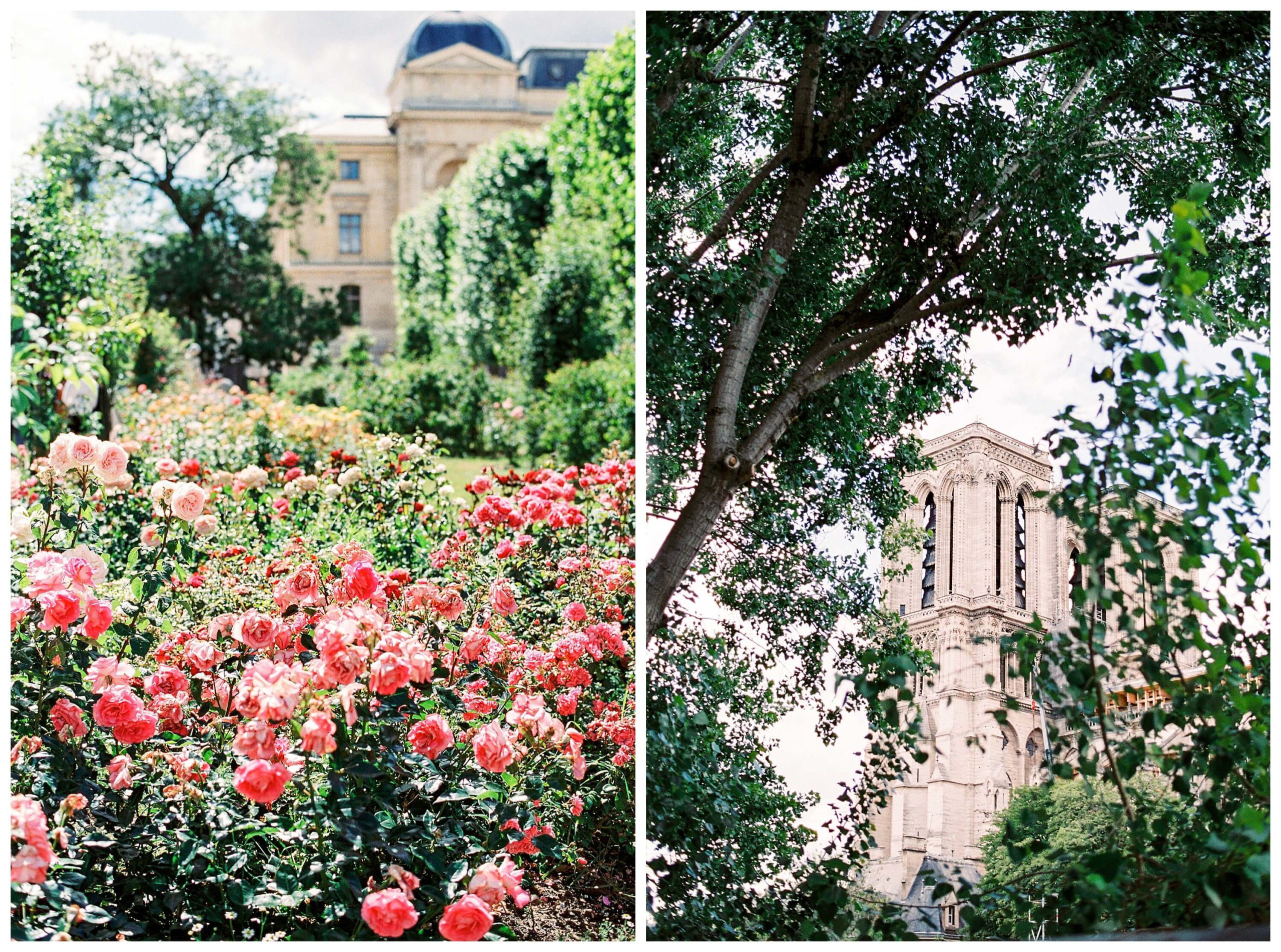 left: the rose garden at the jardin des plantes paris right: notre dame