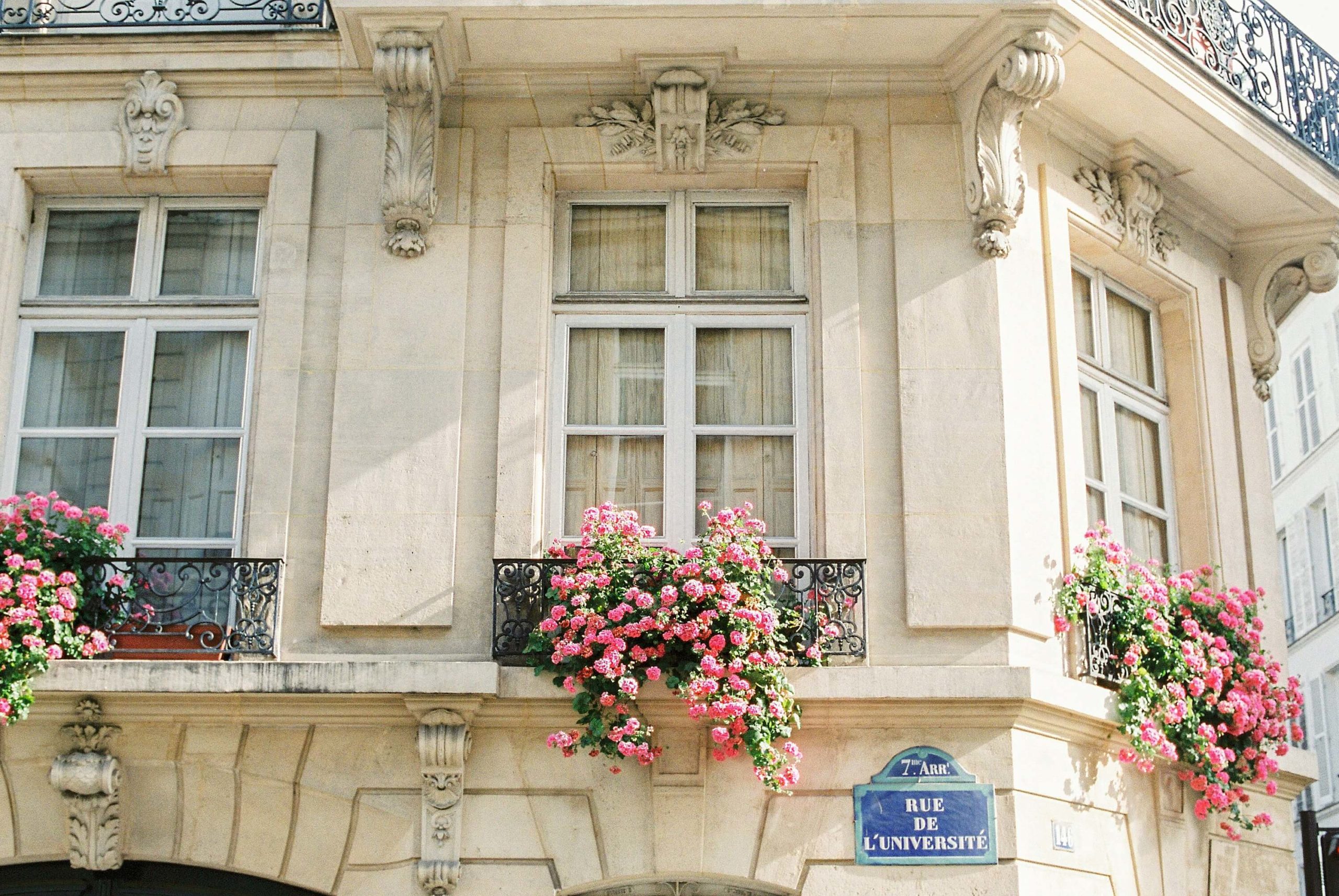 pink geraniums cascade from an apartment balcony in paris saint germain des prés neighborhood 