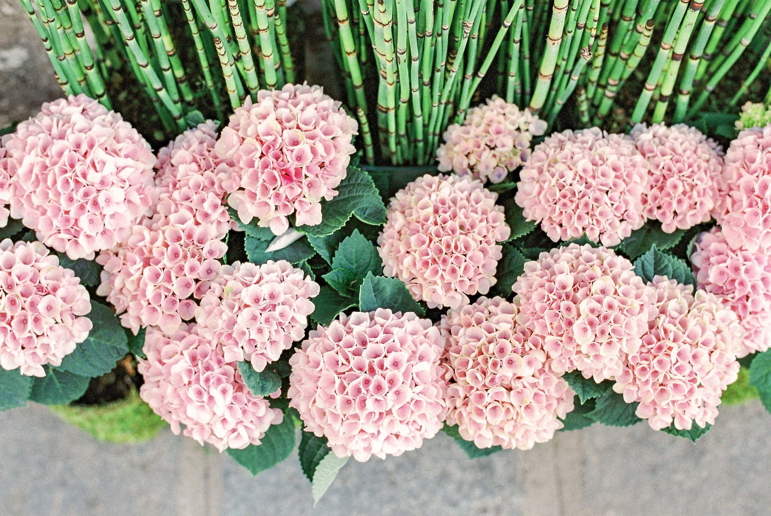 pink hydrangeas and bamboo at a parisian florist 
