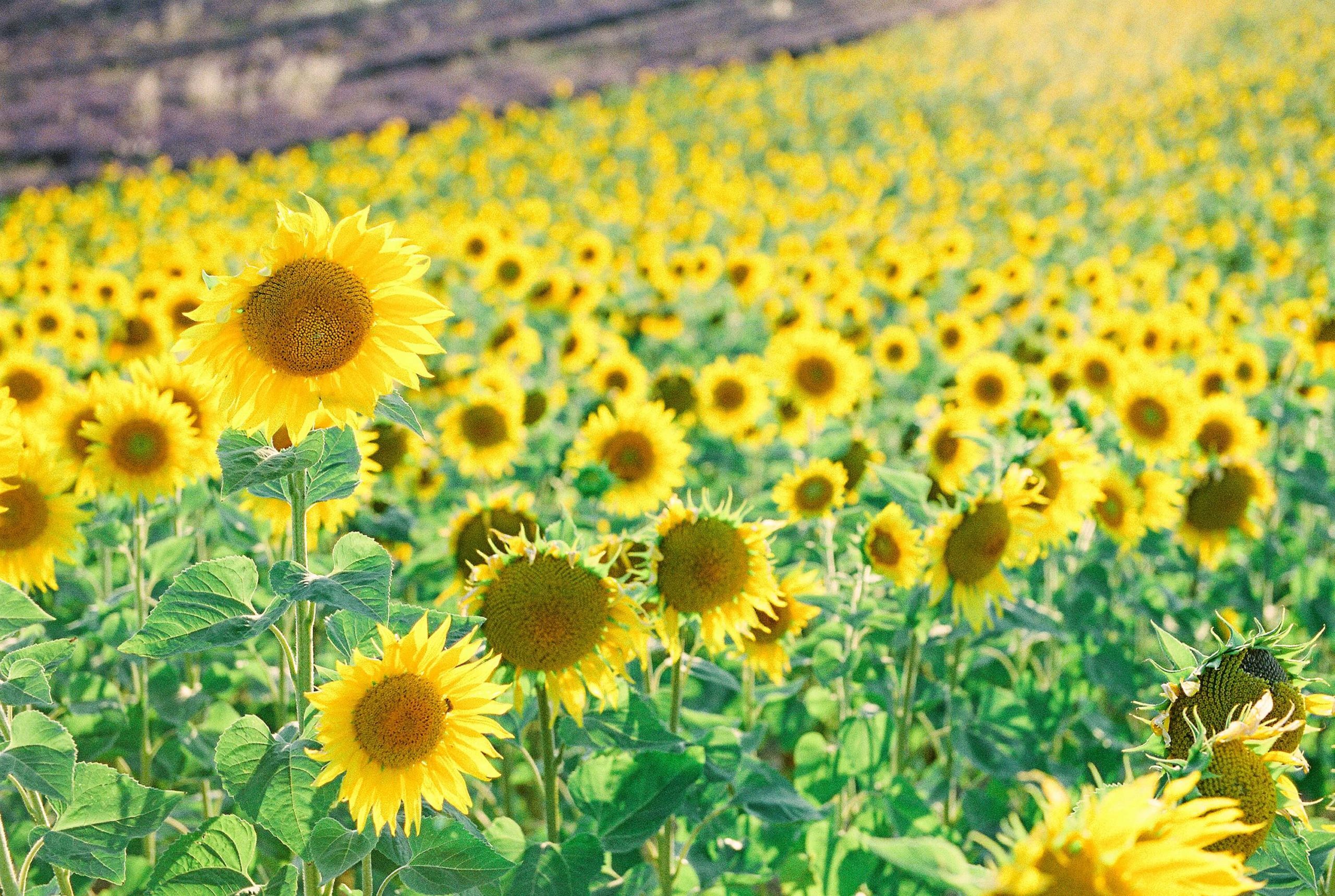 things to do in provence france: sunflower fields in Valensole, verdon