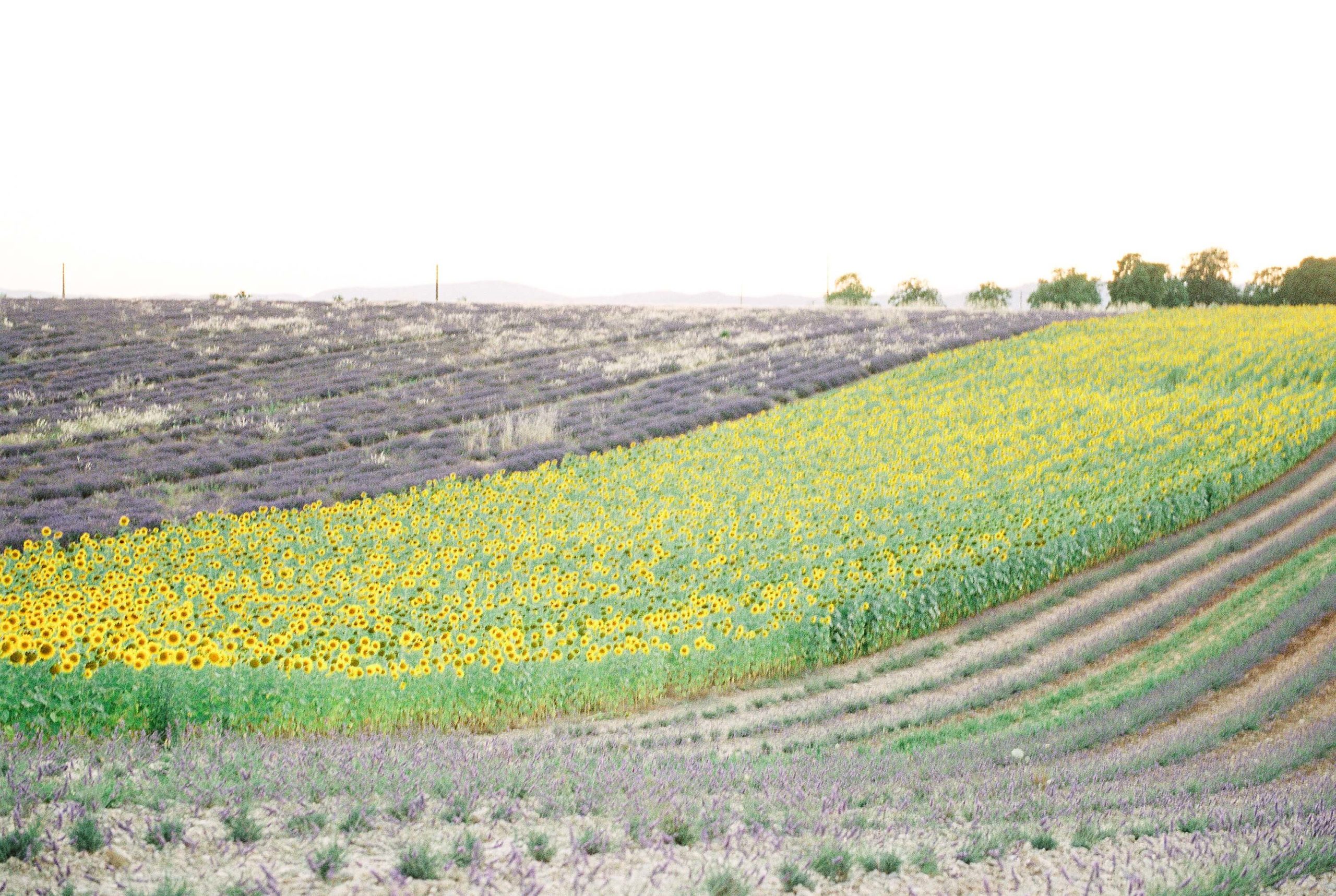 things to do in provence france: see the lavender and sunflower fields in Valensole