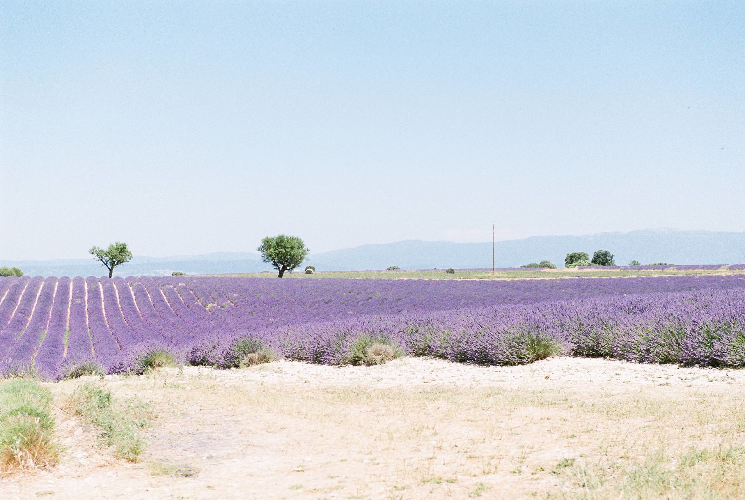 lavender field in provence, france in the summer