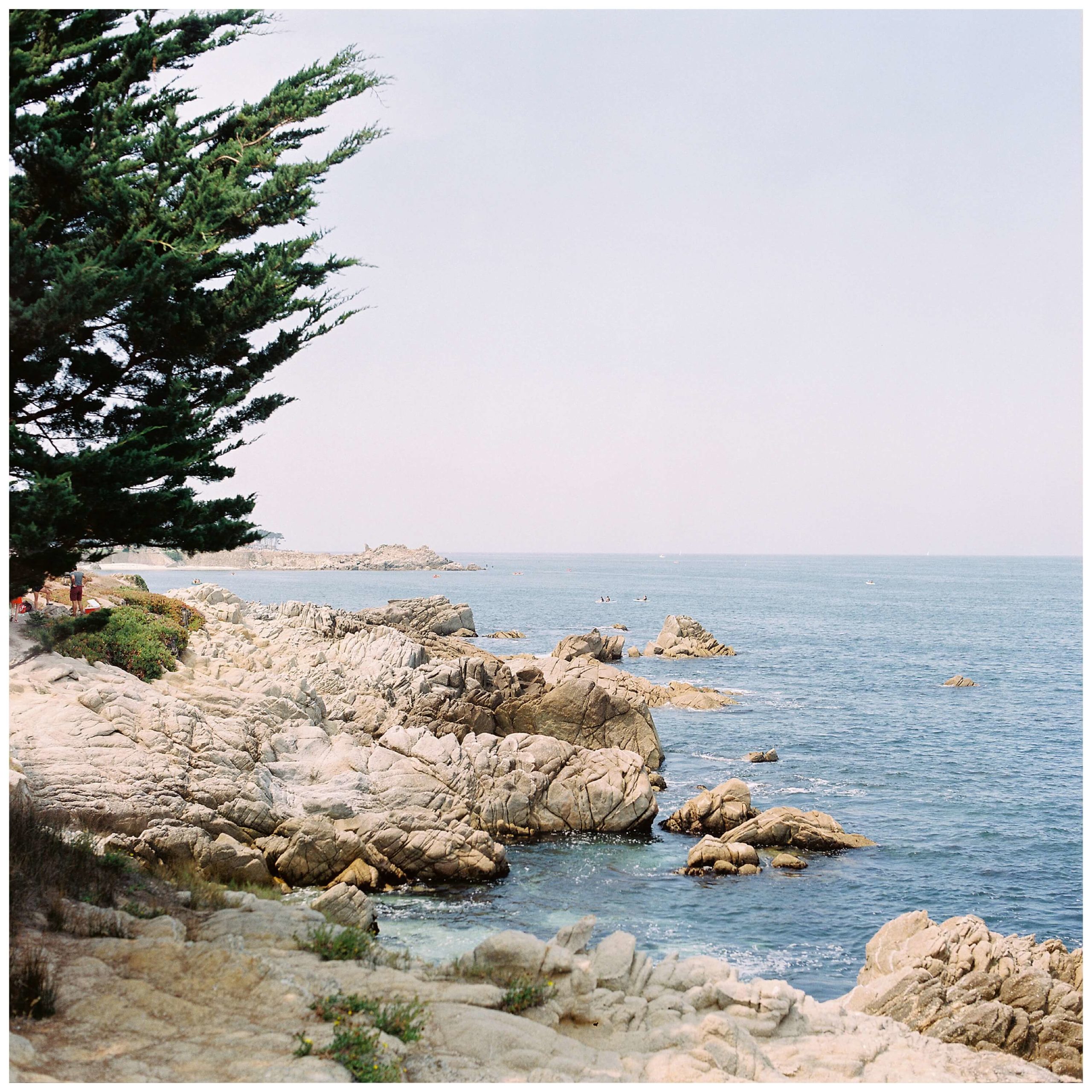 A cypress tree shades the foreground of an image of the coastline in Monterey near Lover's Point.