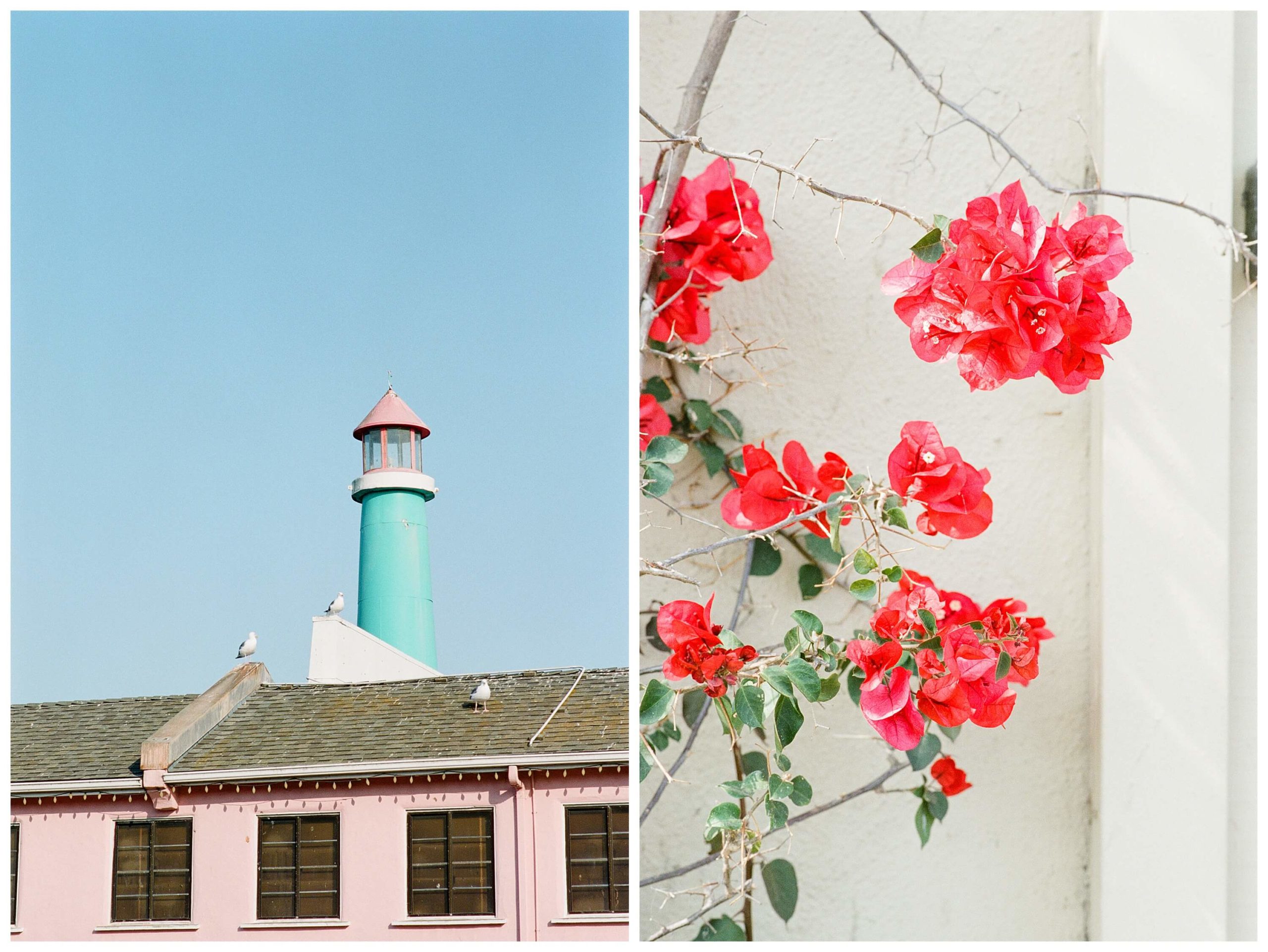 Left: A turquoise tower with a pink, conical roof, reminiscent of Wes Anderson, rises from behind a pink building. Right: Bougainvillea hangs on the vine against a beige wall as sunlight gently hits it.