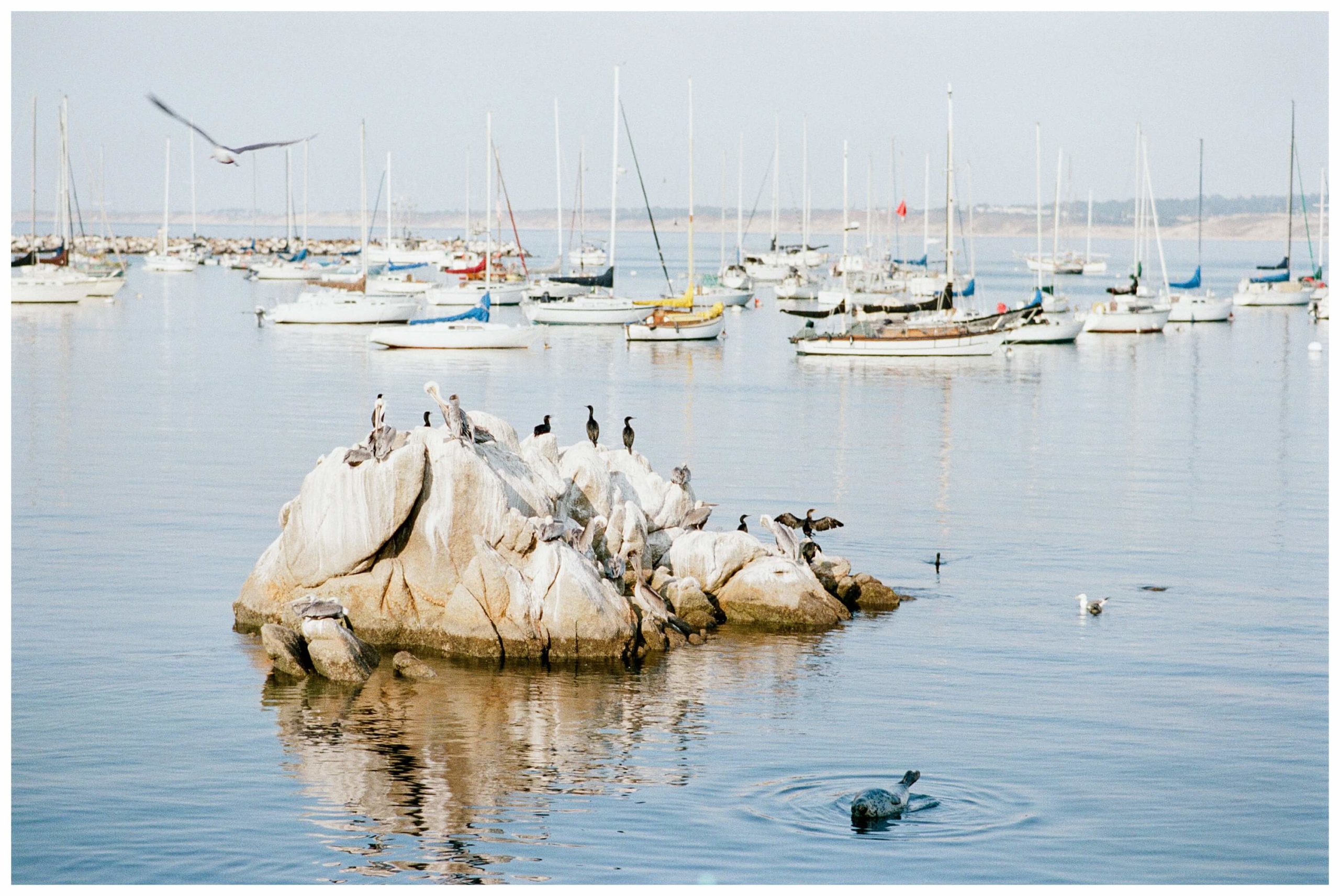 Birds crowd on a rock in the harbor at Monterey, as a seagull flies overhead and a sea lion swims in the foreground.