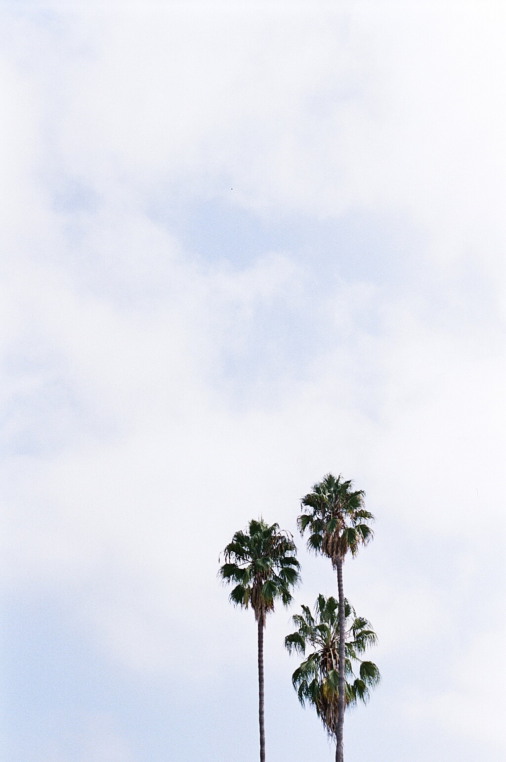 Three staggered palm trees rise against a cloudy blue sky at Balboa Park in San Diego