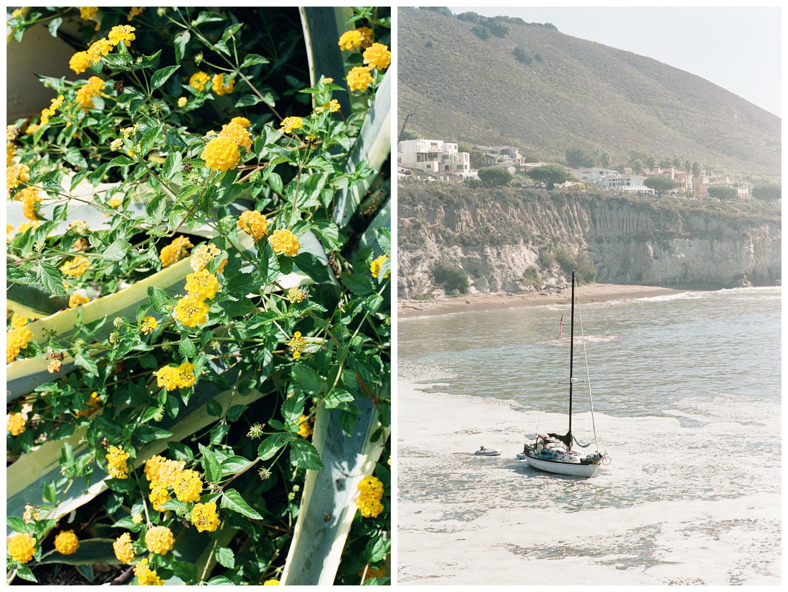 Left: Small, bouncy yellow flowers in full sun at Balboa Park. Right: A small boat bobs on the waves at Pirate's Cove in San Luis Obispo under the glaring sun.