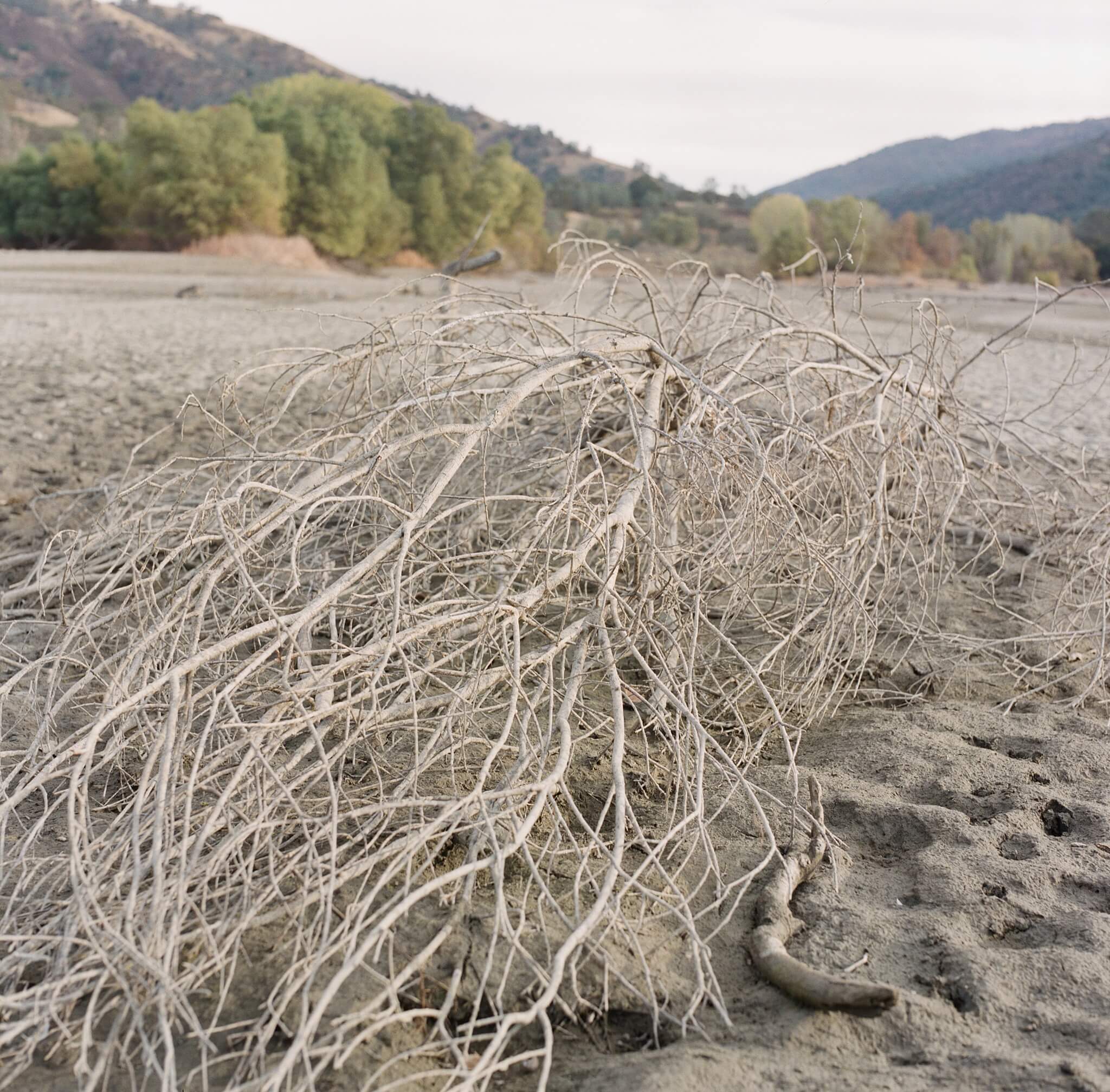 A skeletal, fallen tree lies in the dry lakebed of Lake Delle Valle in Livermore. 