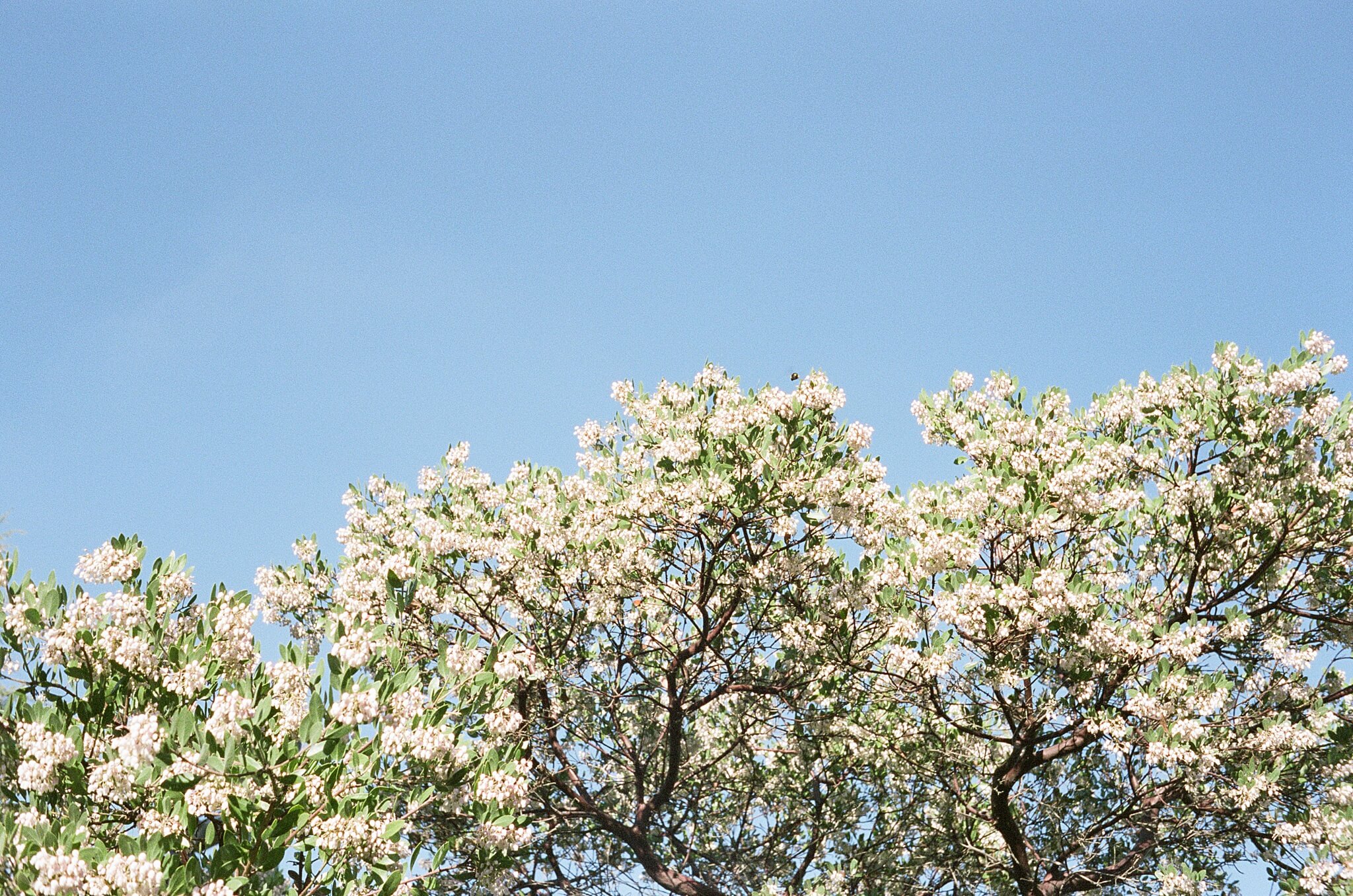 roller 35 sample image. A tree full of tiny white flowers reaches towards the sunlight against a bright blue sky.