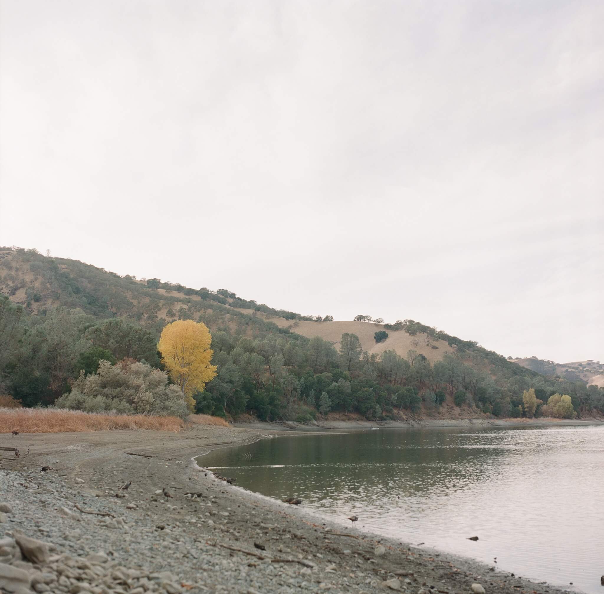 One lone ginkgo tree stands out among the evergreens on the shore of Lake Delle Valle in Livermore, California.