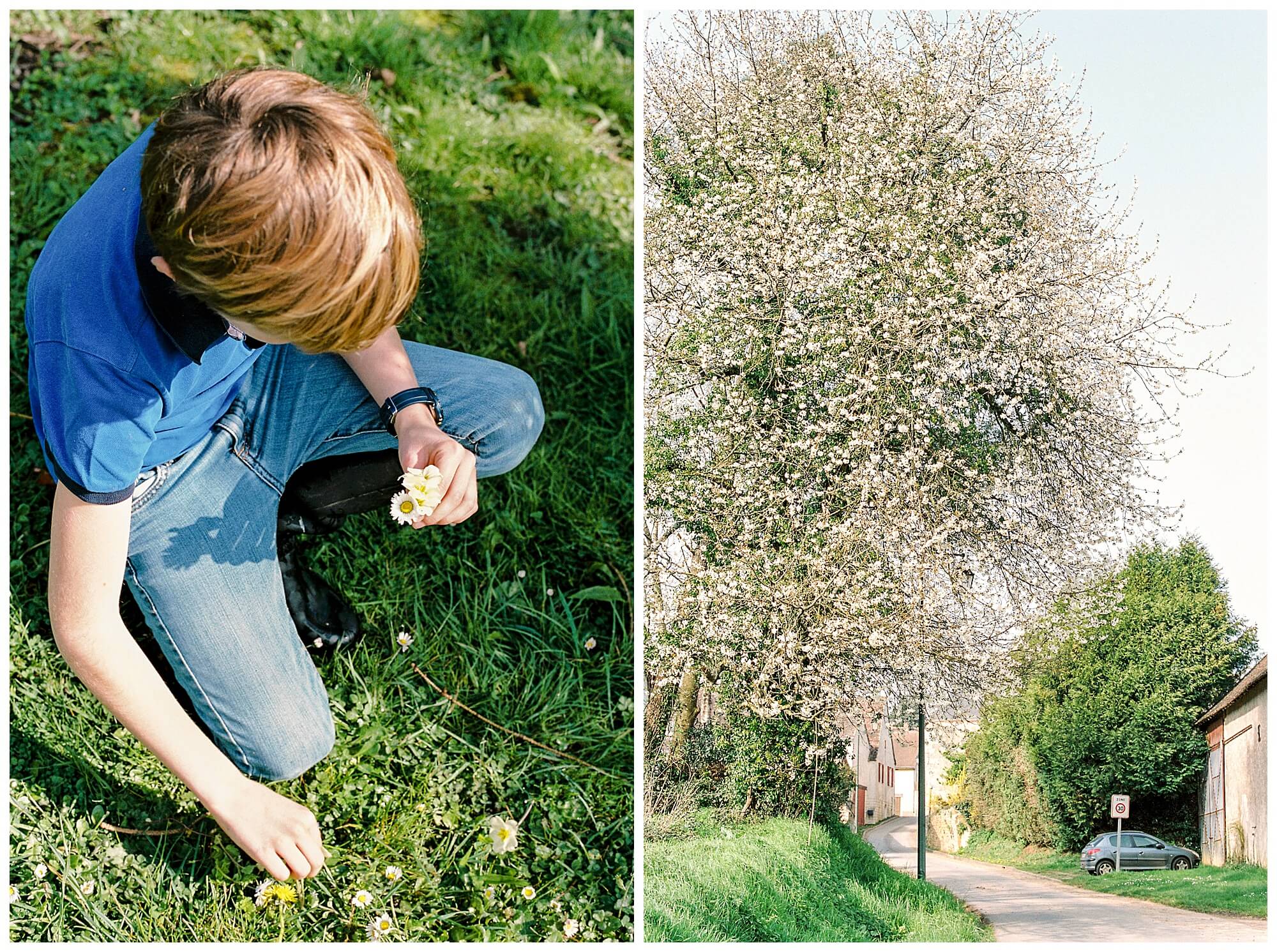 Left: A young boy wearing a blue button-up collects daisies in the grass. Right: A flowering tree towers over the small and narrow country road. 