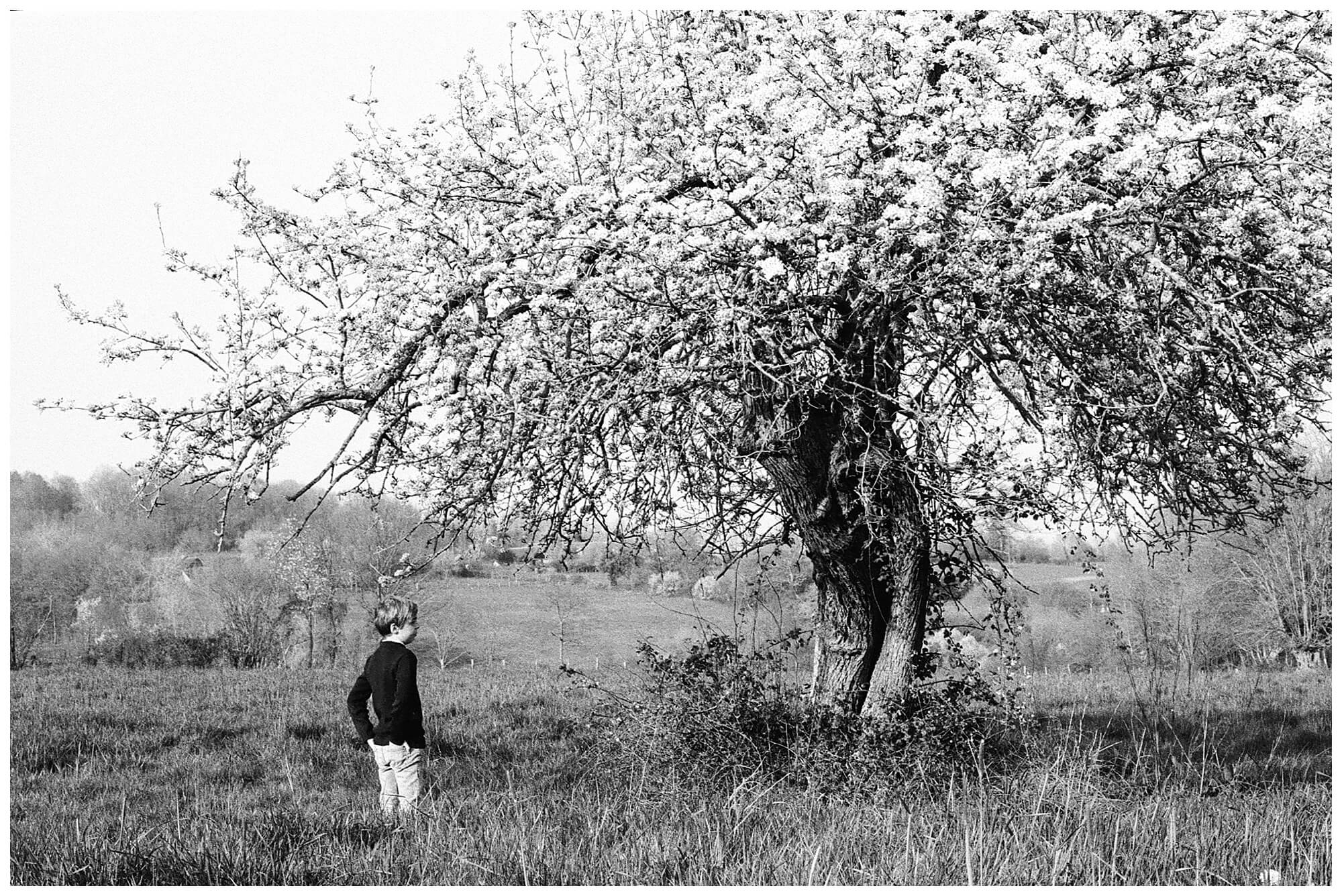 Black and white image. A young French boy stands in the shade of a flowering pear tree in the springtime during the COVID 19 quarantine in France.