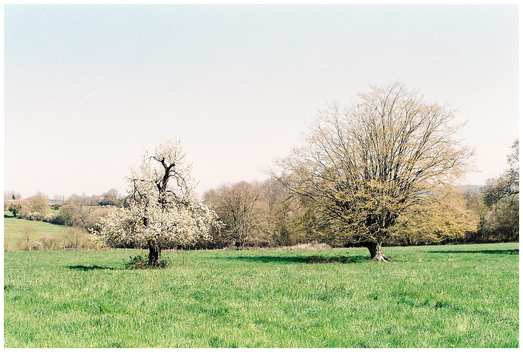 A flowering pear tree stands next to a gently leafing willow tree in the French countryside.