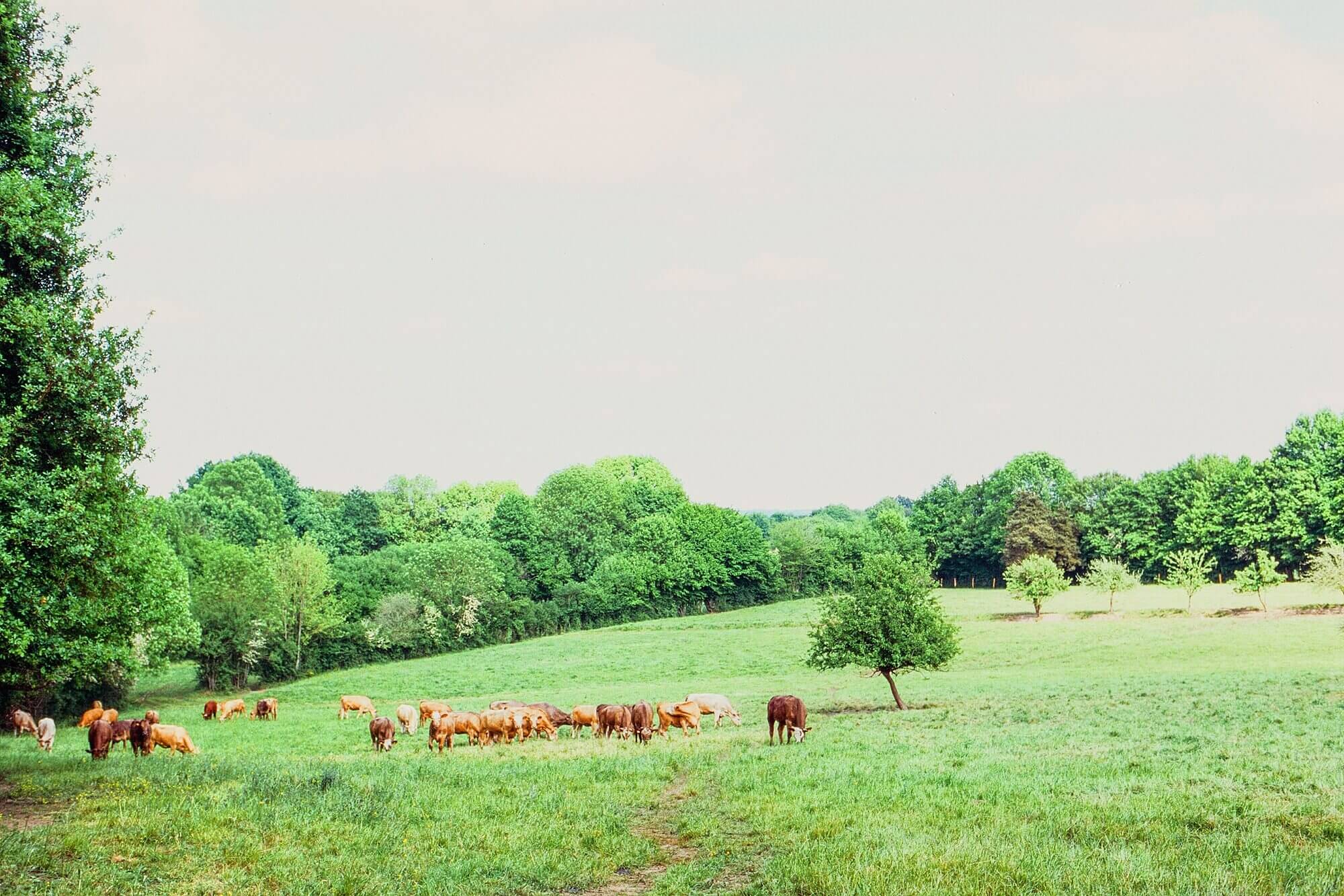 A herd of cows off in a field in the French countryside of Normandy.