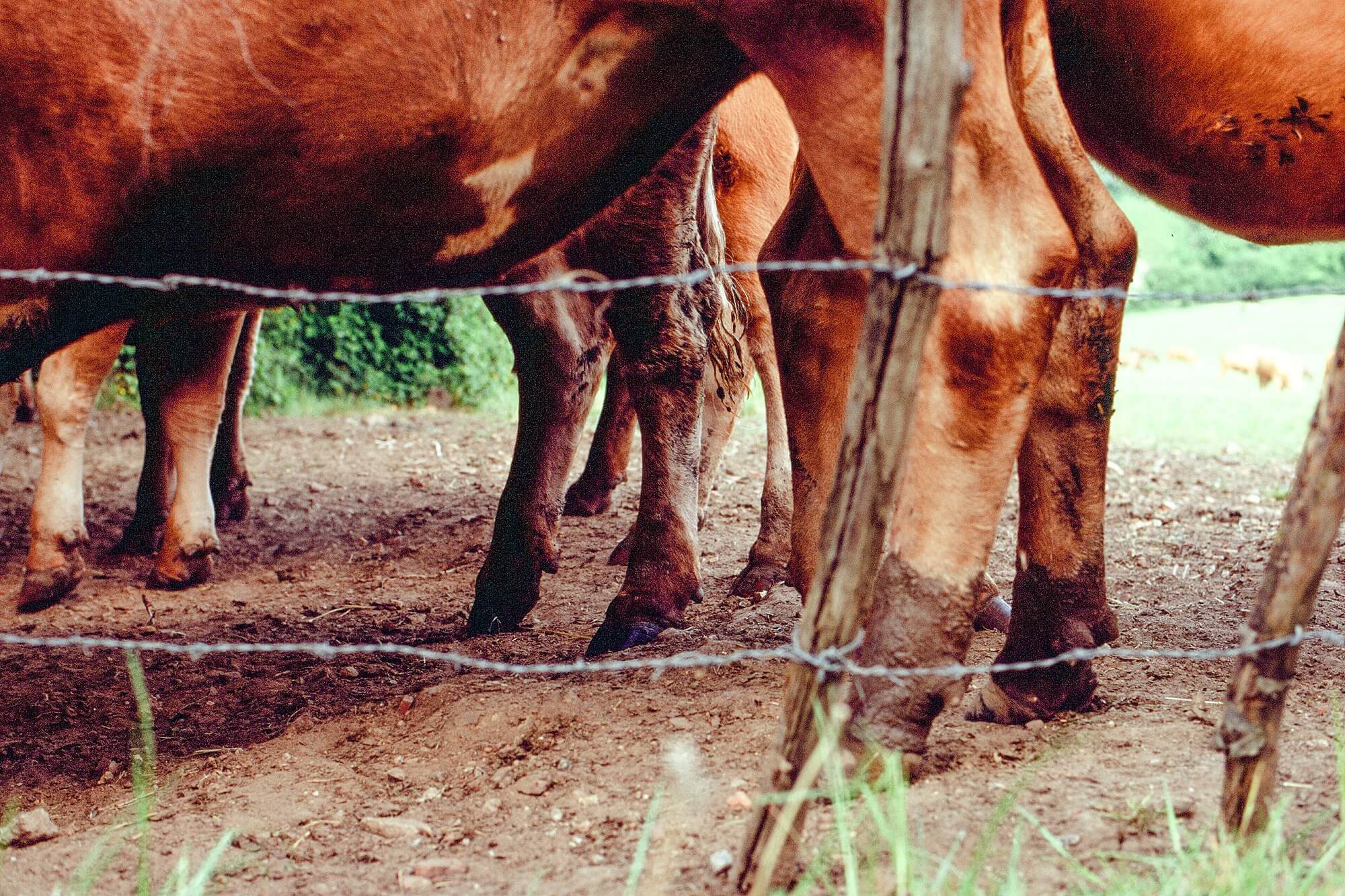 Detail shoot of cows' hooves in the mud in the French countryside. 