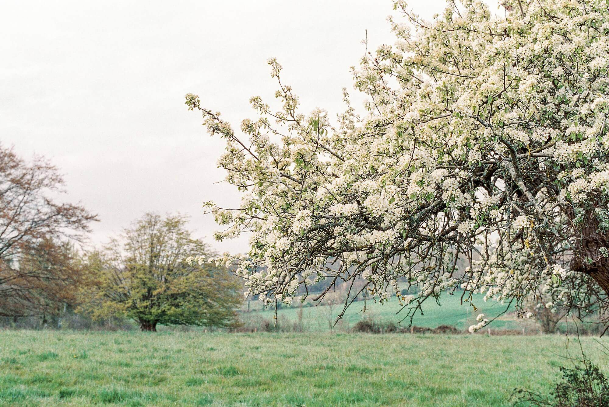 A pear tree blossoms in a grassy field in Normandy during the COVID-19 quarantine in France.