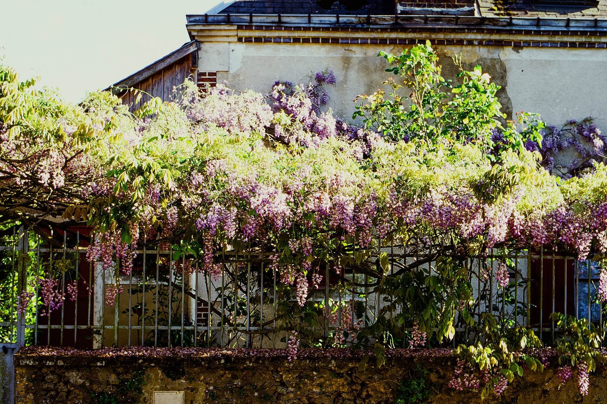Generous bunches of wisteria hang over a fence in the French countryside during the COVID 19 quarantine. 