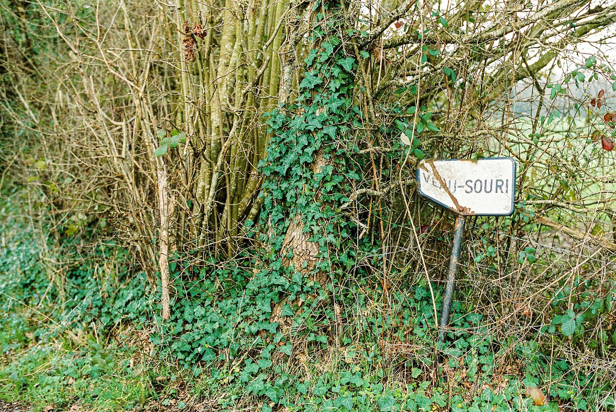 A bent, leaning post reads "Veau Souri" as a tangle of vines and branches threaten to overtake it.