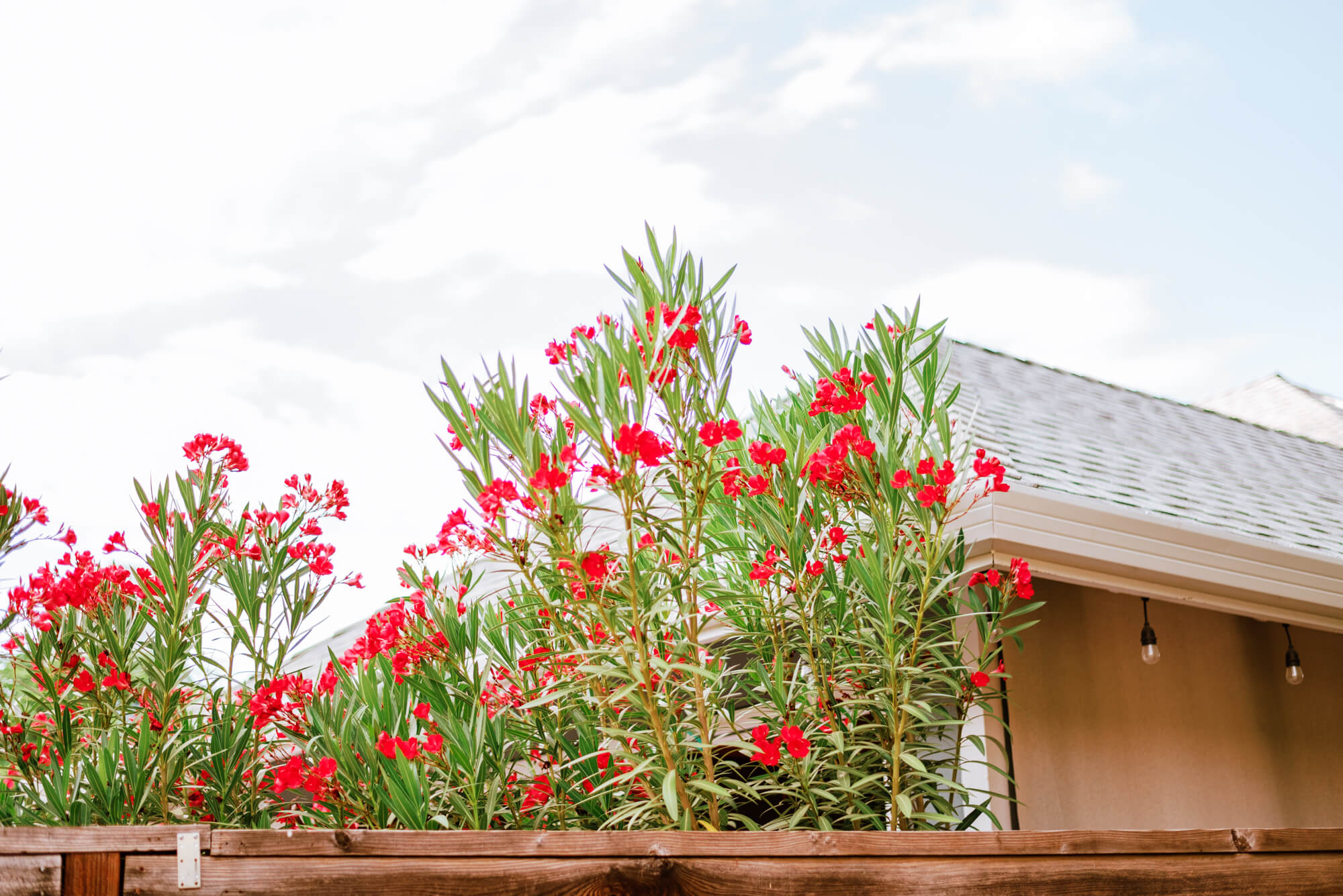 Bright pink flowers reach towards the sky over then neighbor's fence. 