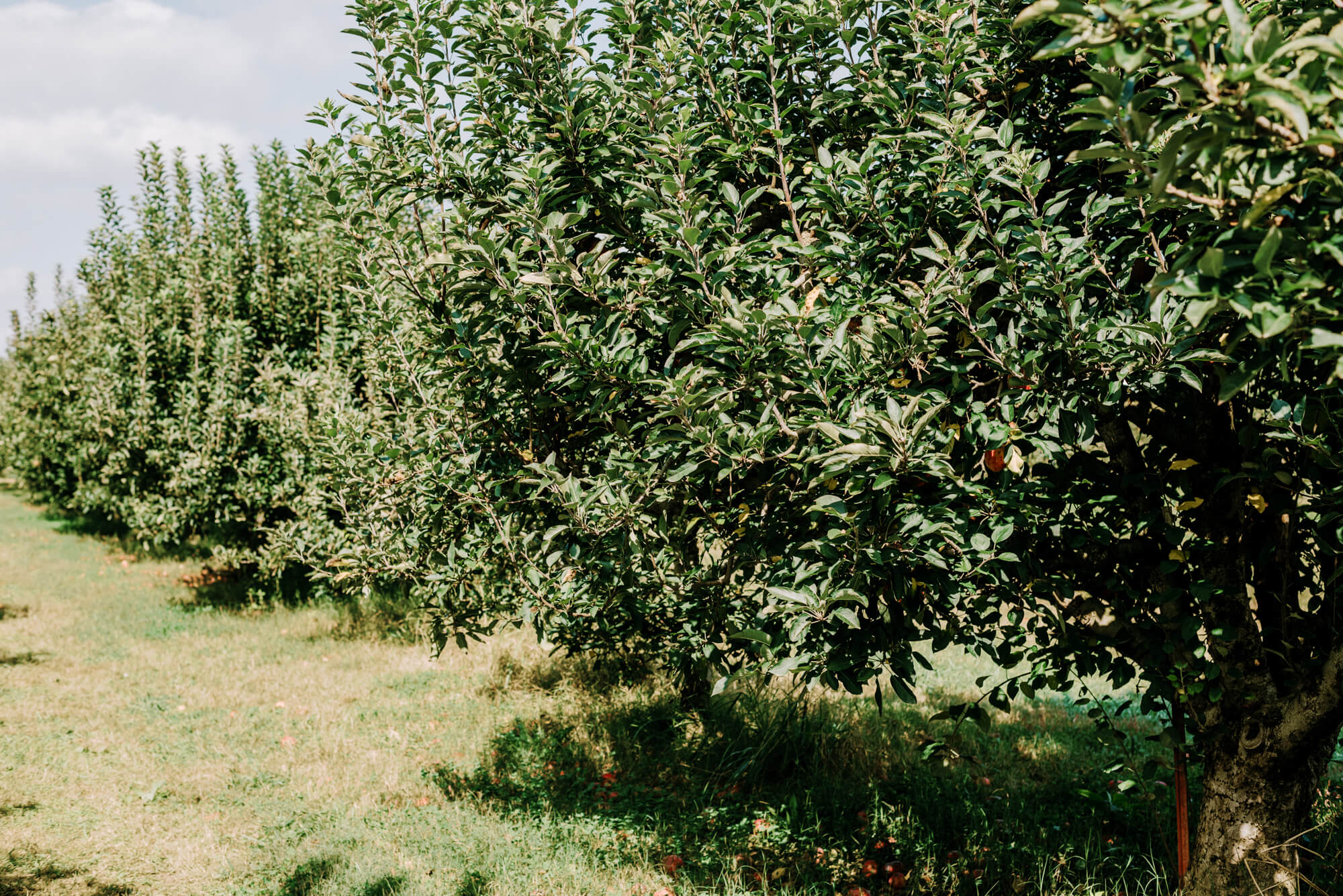 scott's orchard alabama apple picking