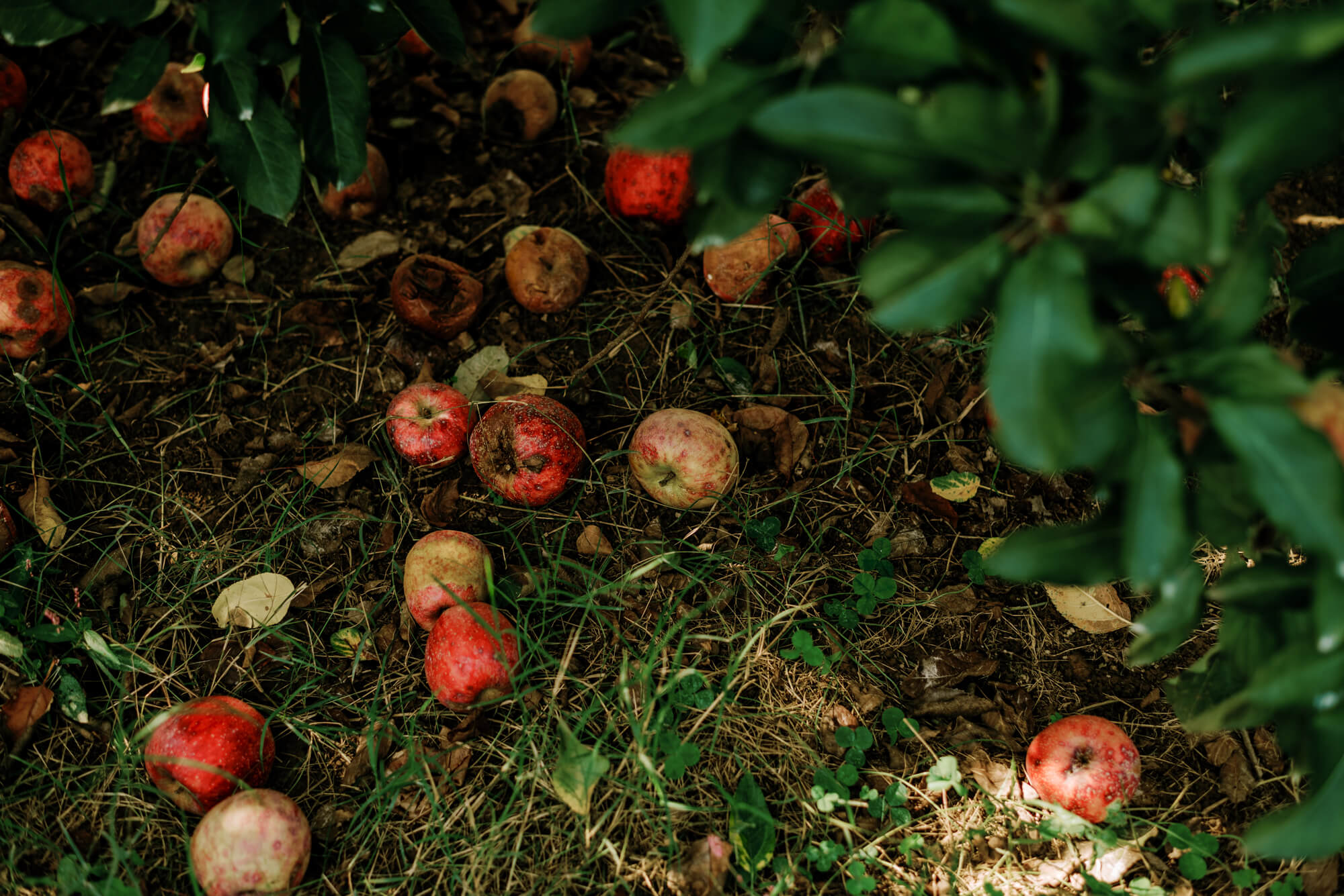 fallen apples at scott's orchard alabama