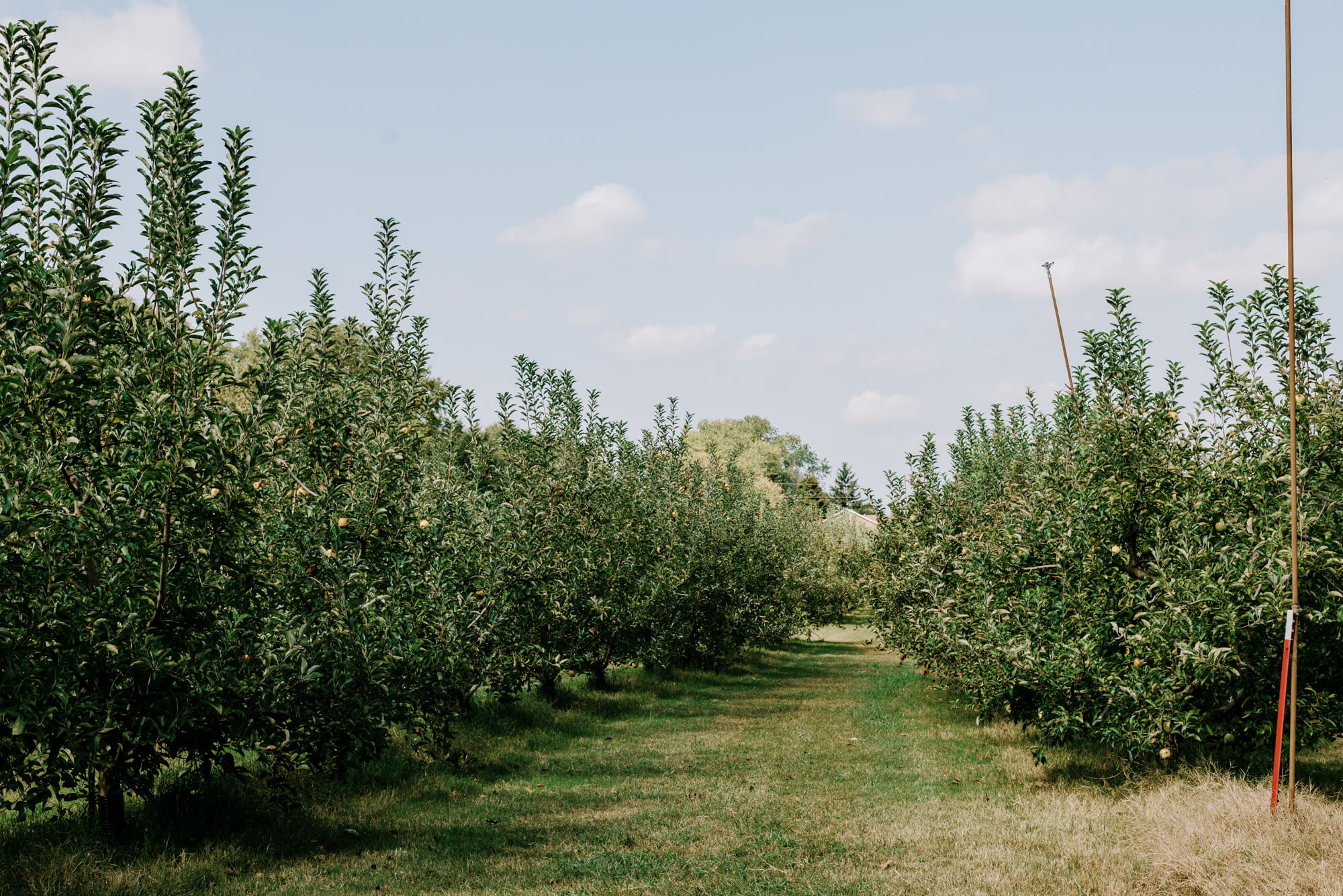 rows of apple trees at scott's orchard alabama