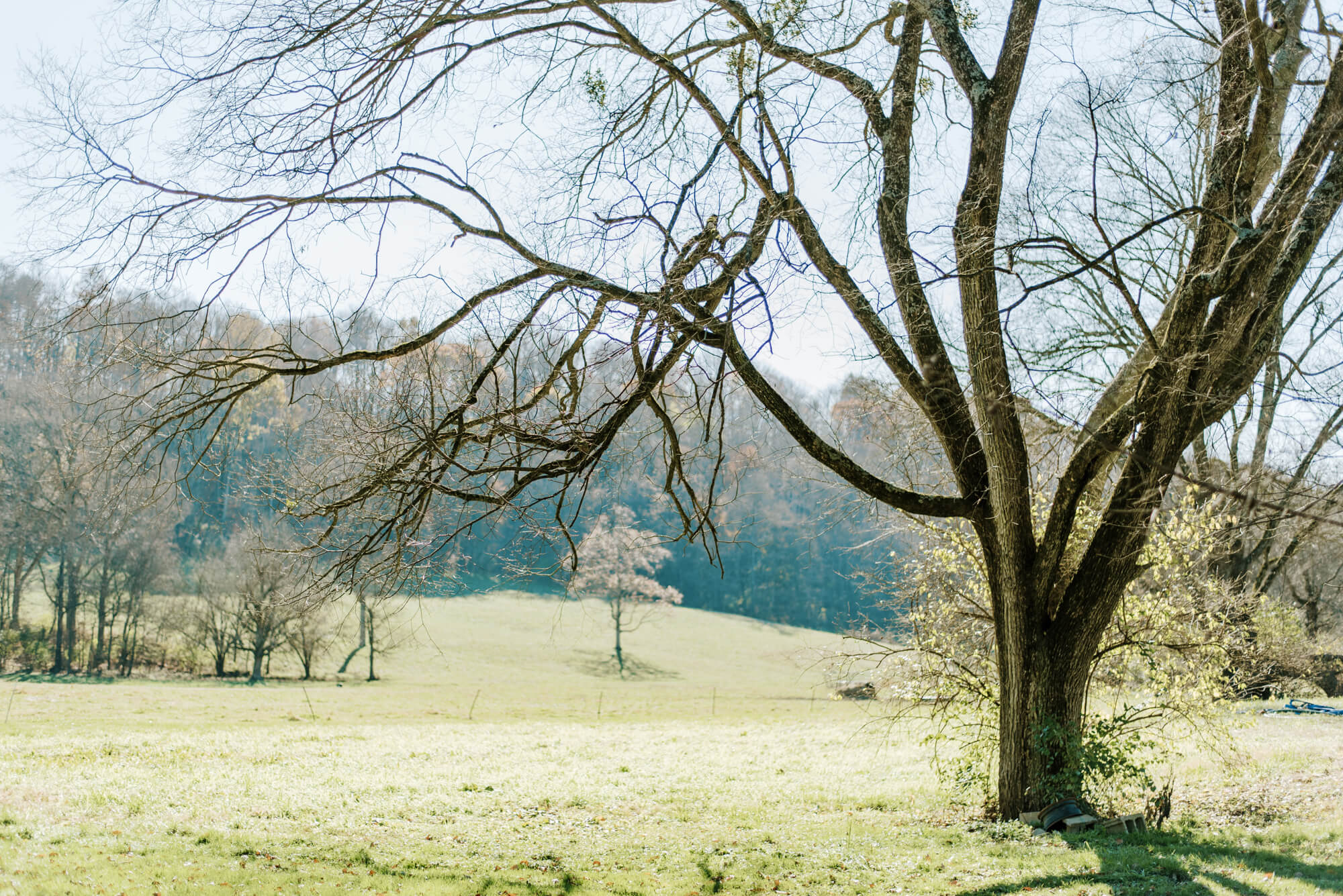a lone, bare tree in a field at Noble Springs Dairy in Franklin, Tennessee